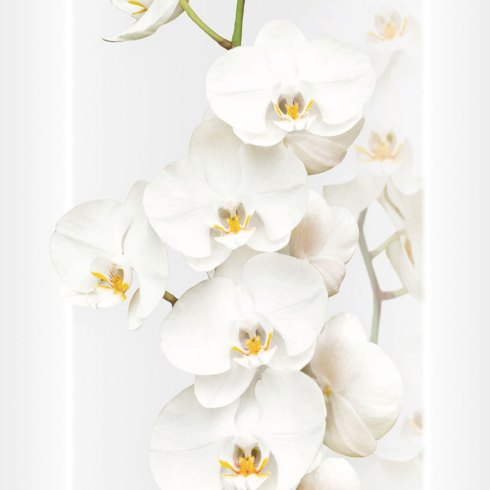 Giấy dán tườnG Hàn Quốc hình hoa lan trắng