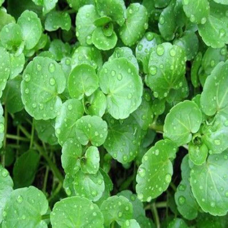 Hạt giống Xà Lách Xon, Xà Lách Xoong, Cải Xoong Mỹ 1g
