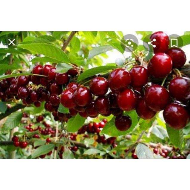 Cherry Mỹ Nhiệt Đới (Cao 90cm)