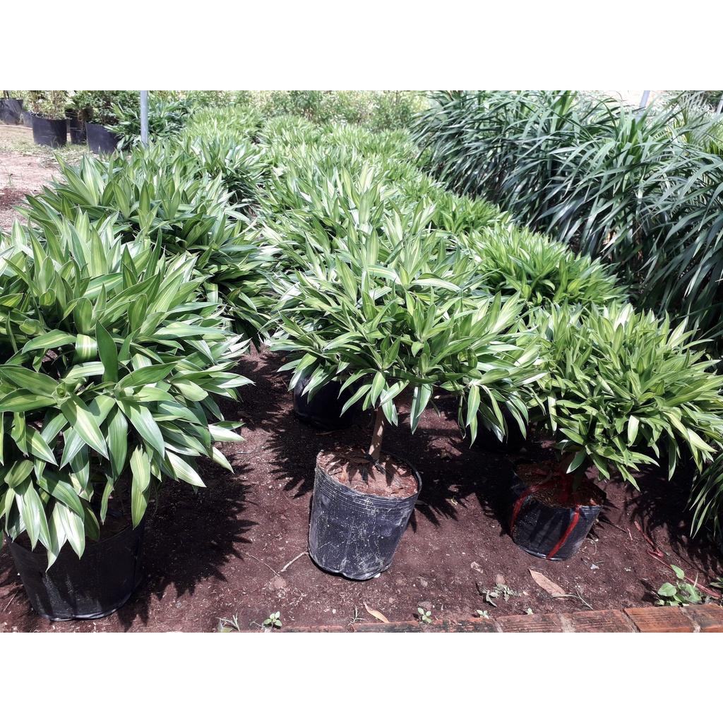CÂY GIỐNG TRÚC MÂY