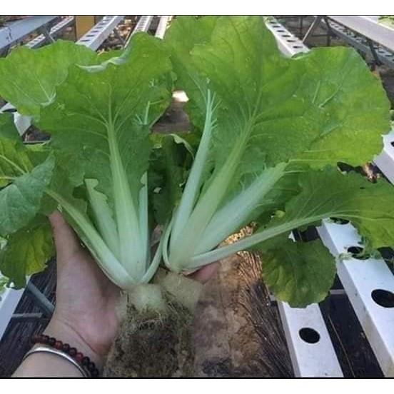HẠT GIỐNG CẢI BẸ DÚN THÁI LAN