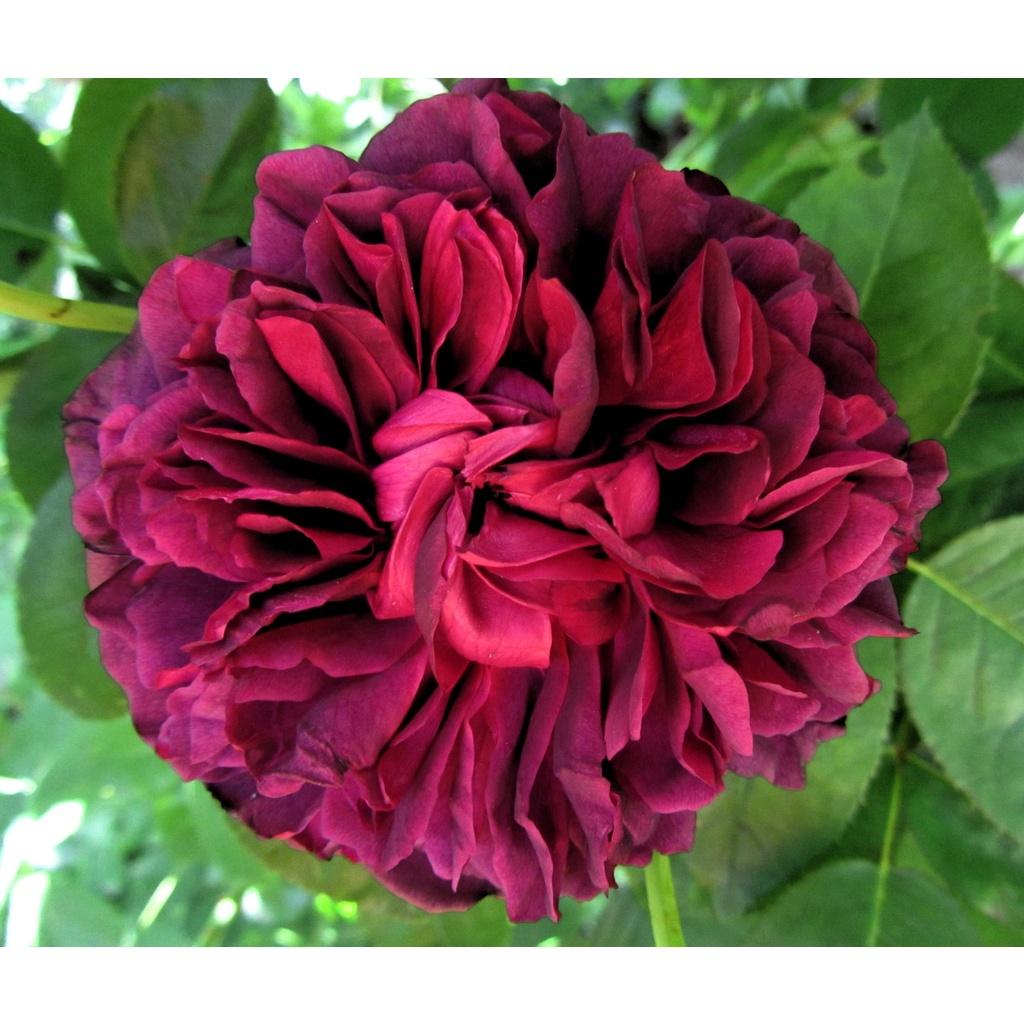 Cây hoa hồng ngoại The Prince hồng Hoàng tử quý tộc Anh siêu thơm -cây to trồng bịch vải