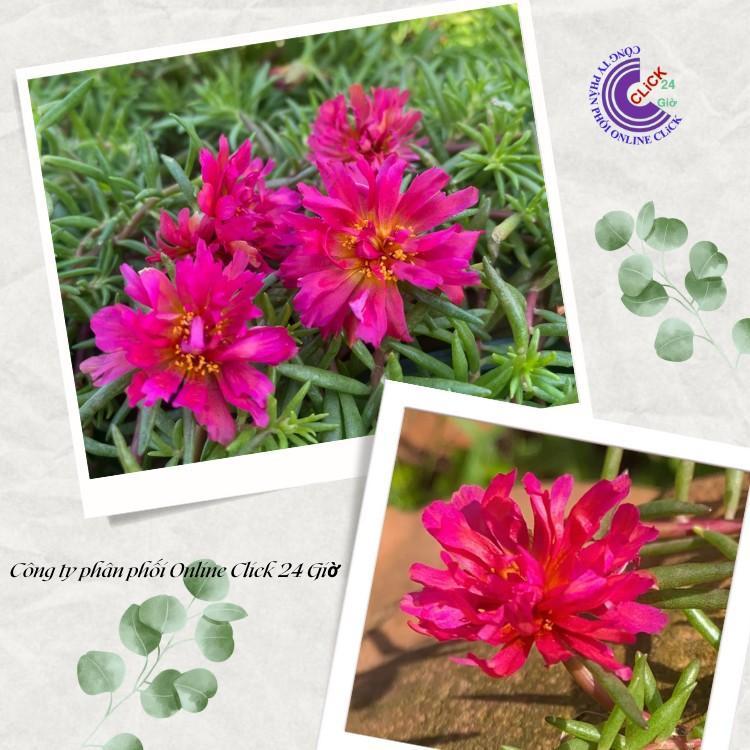 500g Cành Giống Hoa Mười Giờ Cánh Tua Cánh Cúc Màu Đỏ Giống Mới Siêu Đẹp Hoa Mười Giờ Bonsai & Phụ Kiện