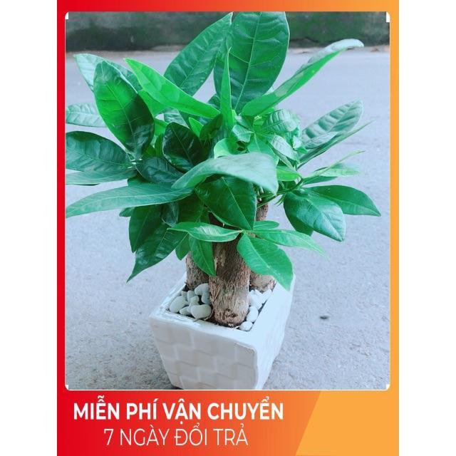 Chậu Kim Ngân 3 Thân