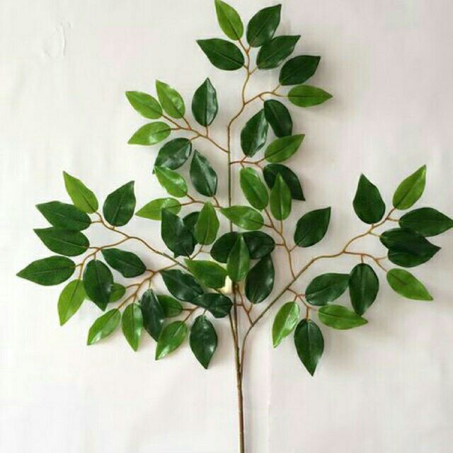 Lá Si Xanh làm cây giả, backgroud