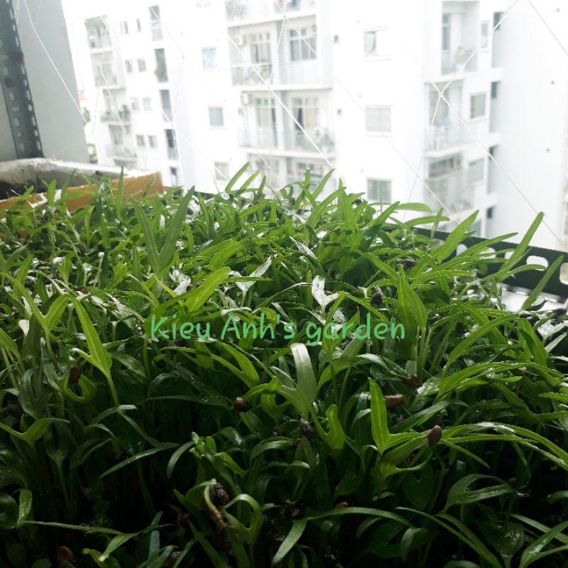 Hạt giống Rau Mầm Rau Muống, đóng gói 50-100gr