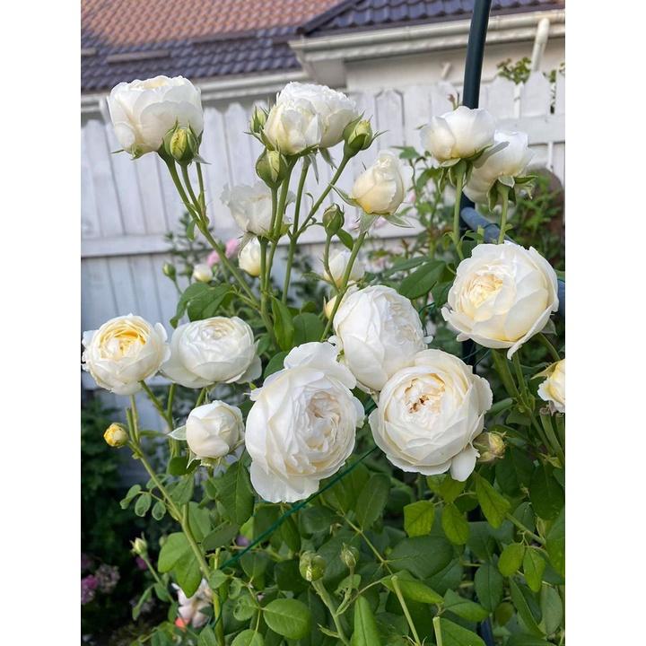 Hoa hồng ngoại Claire Austin Rose 2021 cực Hot