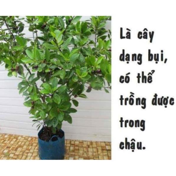 Sản phẩm CÂY GIỐNG CHERRY MỸ ĐỎ