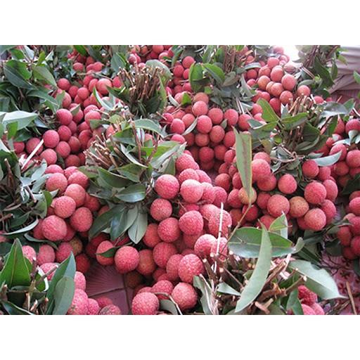 Cây giống vải không hạt