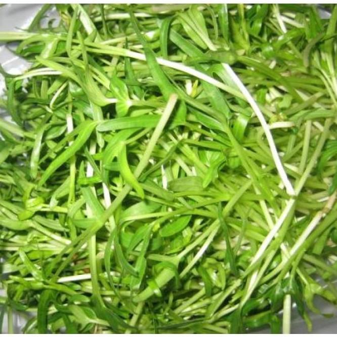Hạt giống Rau Mầm Rau Muống, đóng gói 50-100gr