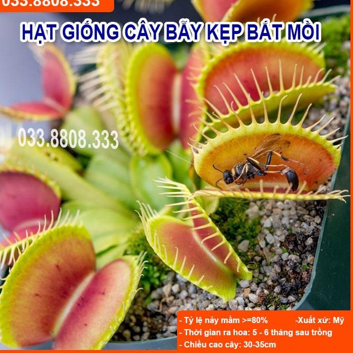 HẠT GIỐNG CÂY BẪY KẸP BẮT MỒI