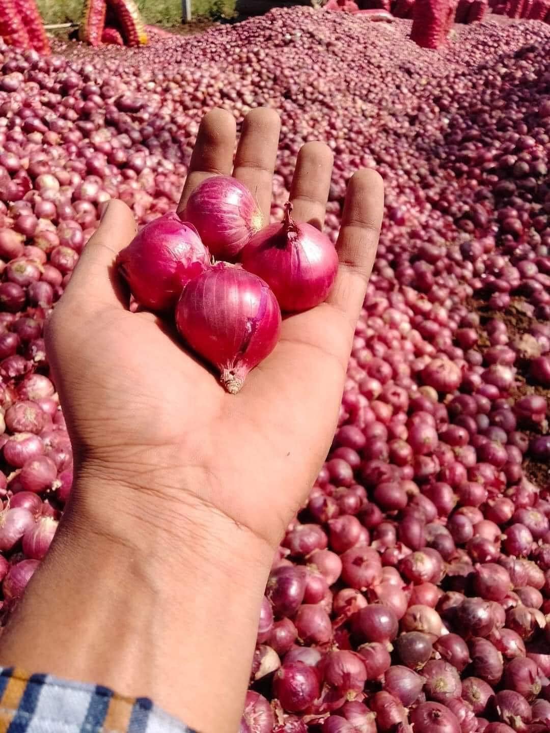 1Kg HÀNH TÍM KHÔ ĐÀ LẠT