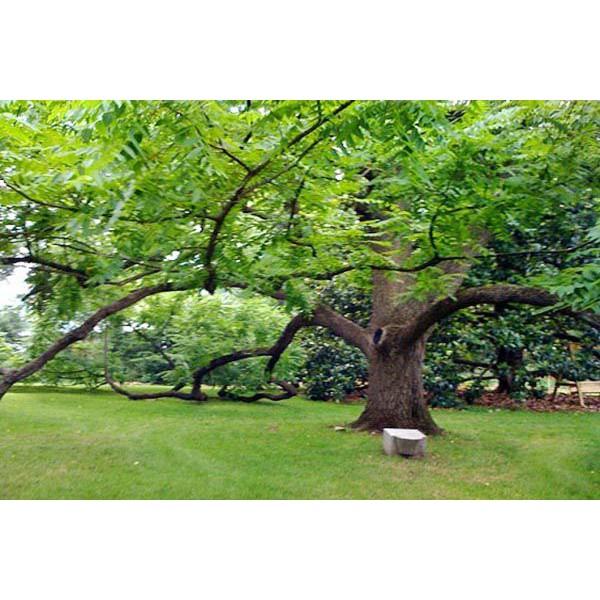 CÂY ÓC CHÓ giống chuẩn phát triển nhanh.