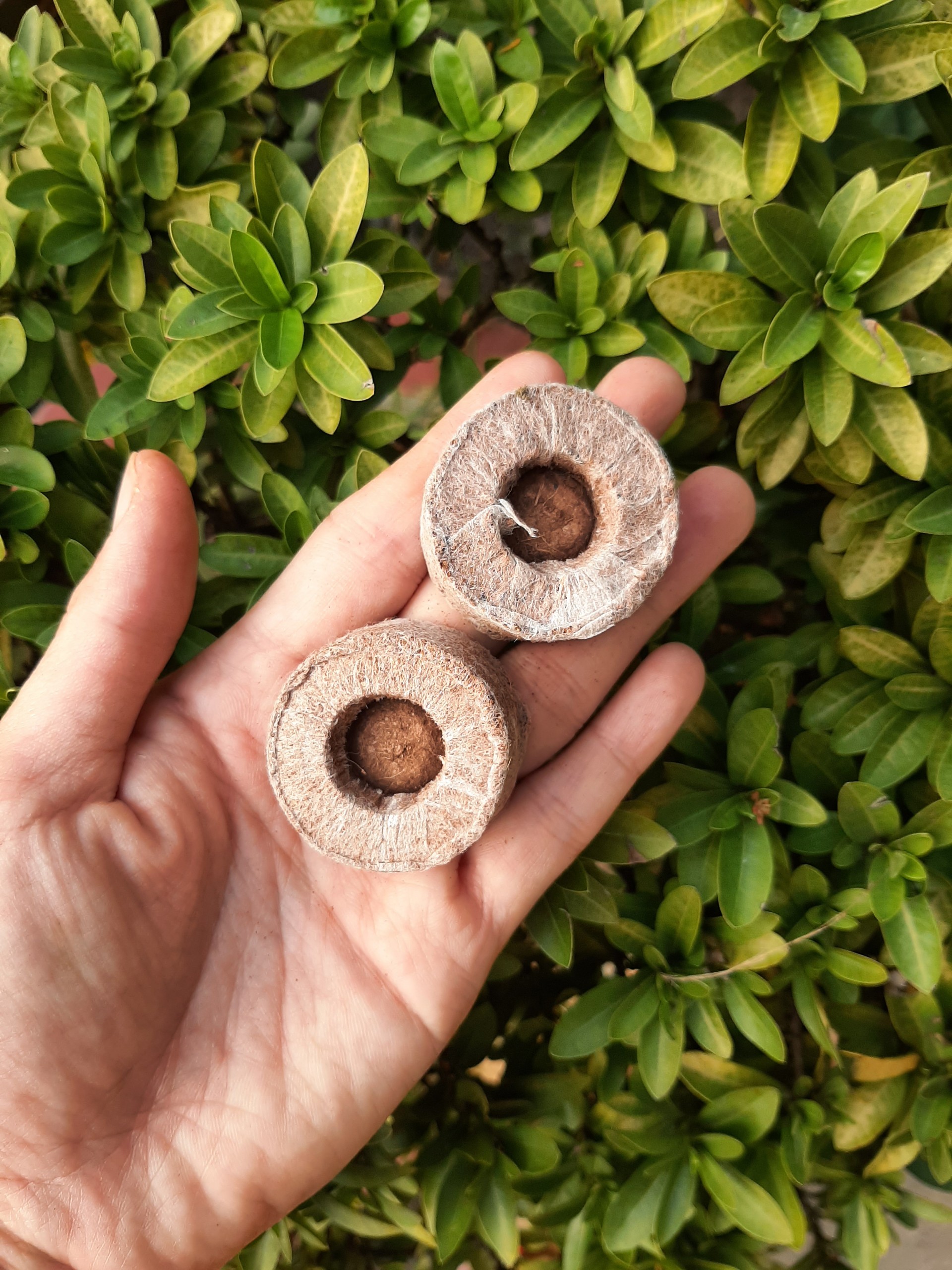 Viên nén sơ dừa ươm hạt (kích thước 36x17mm lúc chưa thấm nước)