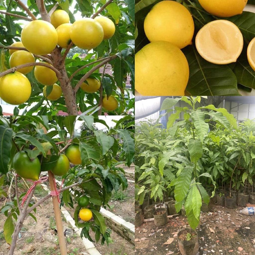CÂY GIỐNG VÚ SỮA HOÀNG KIM ĐÃ TRƯỞNG THÀNH ĐANG BUNG ĐỌT RẤT ĐẸP CAO 1-2M