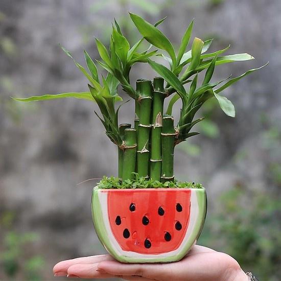 CÂY TRÚC PHÁT LỘC MANG LẠI MAY MẮN VÀ TÀI LỘC CHO GIA CHỦ