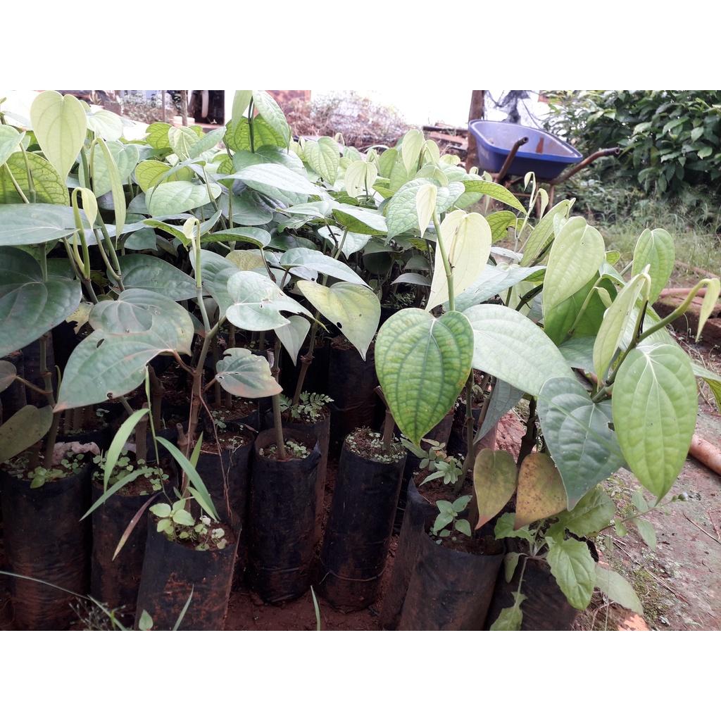 Cây giống Tiêu Srilanka .
