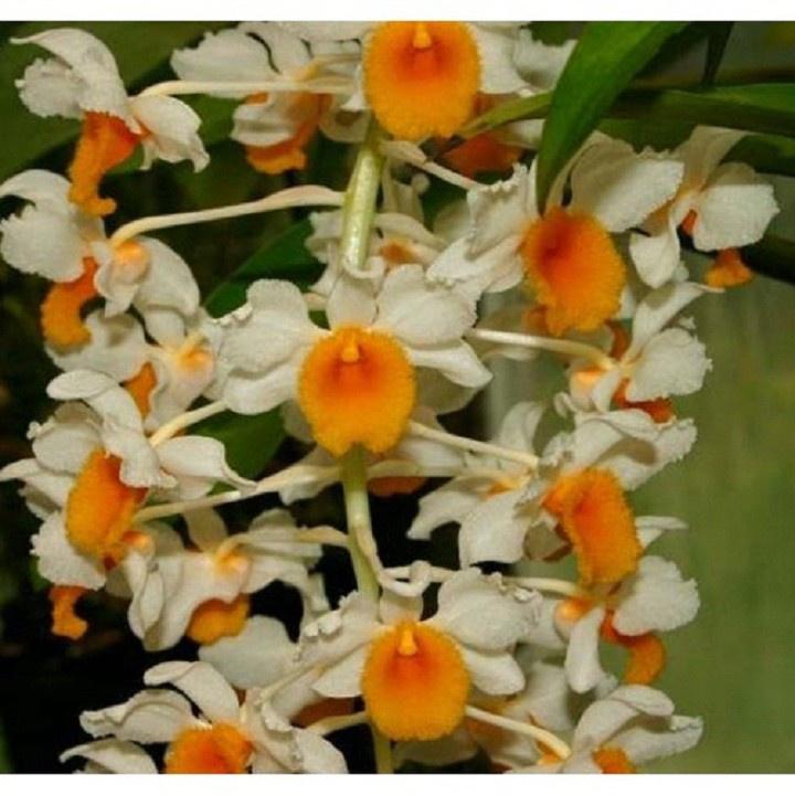 1 chậu hoa lan KIỀU CAM  hàng rừng TÂY BẮC thuần chậu