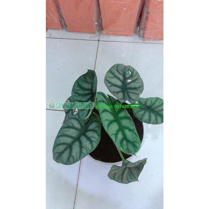 Chậu Môn Rồng Xanh