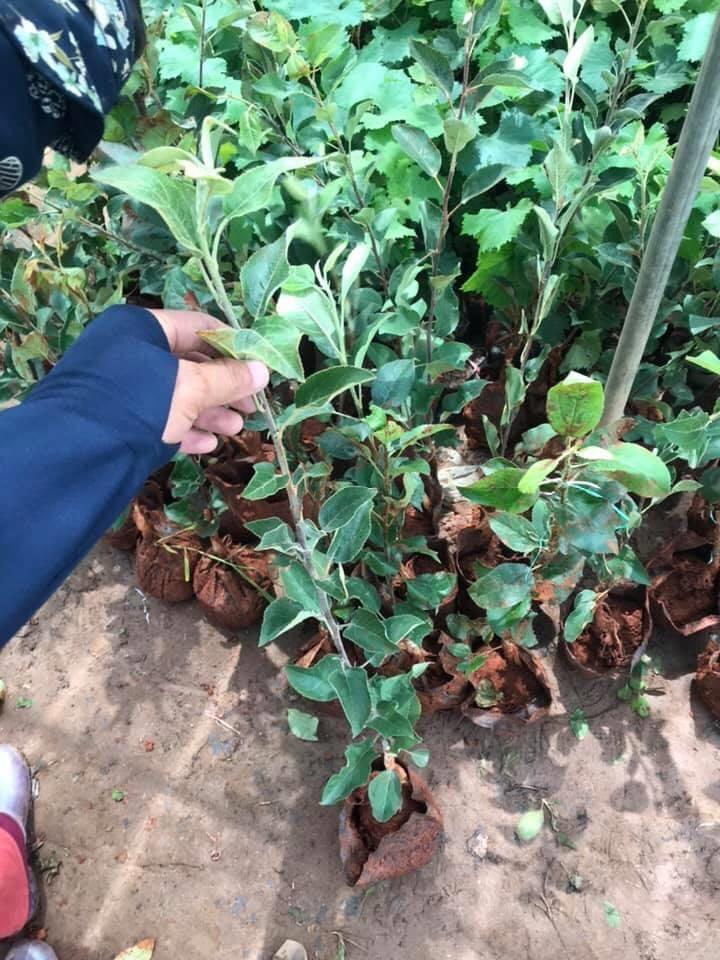 Cây táo đỏ lùn ra trái sau 6 tháng