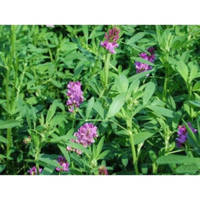 Hạt giông cỏ chăn nuôi linh lăng alfalfa - 0,5kg