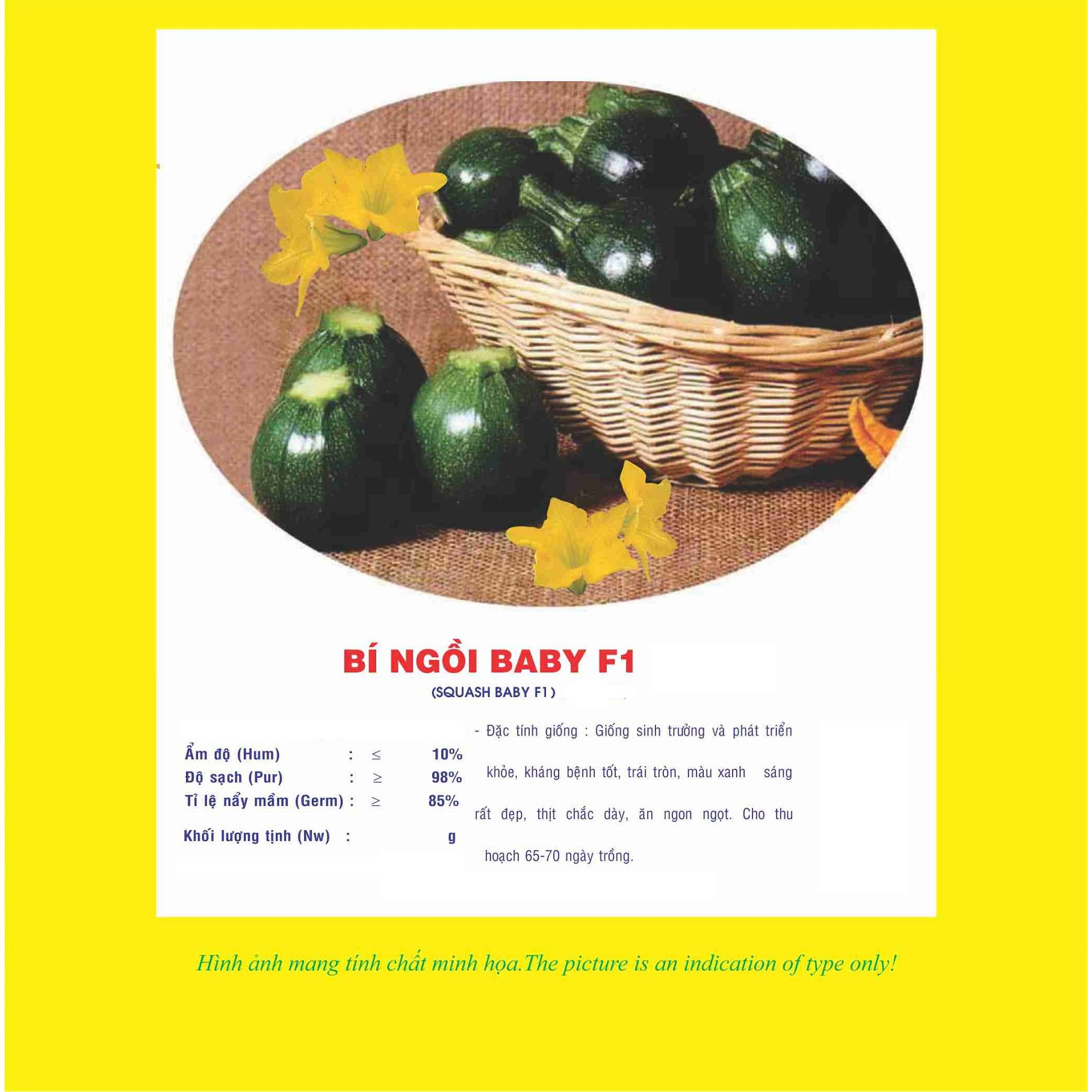 Hạt giống bí ngòi baby - bí ngòi tròn VTPS88