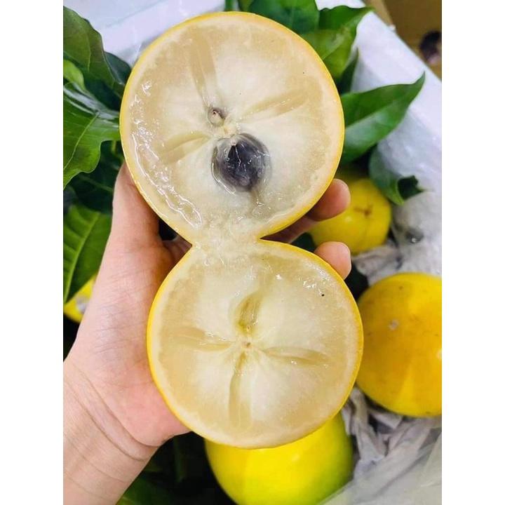 CÂY GIỐNG VÚ SỮA HOÀNG KIM trưởng thành LÁ XUM XUÊ NHIỀU NHÁNH bầu to khổng lồ .