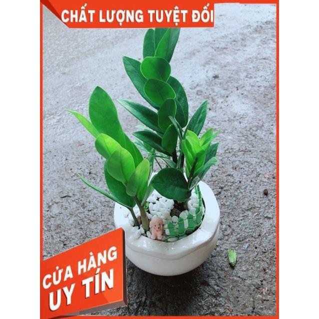 Chậu Kim Tiền Thái