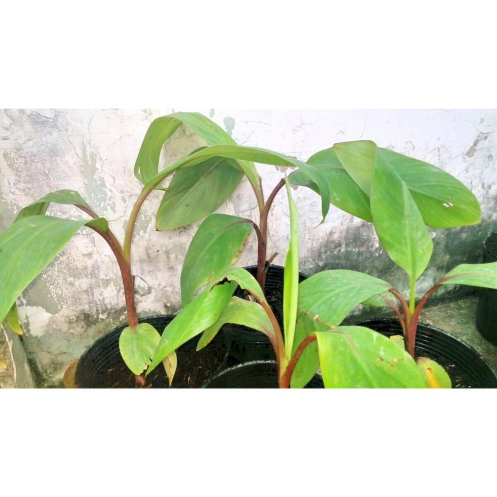 COMBO 5 Cây giống CHUỐI ĐỎ ngon ngọt thơm - hàng cây giống CHUẨN F1
