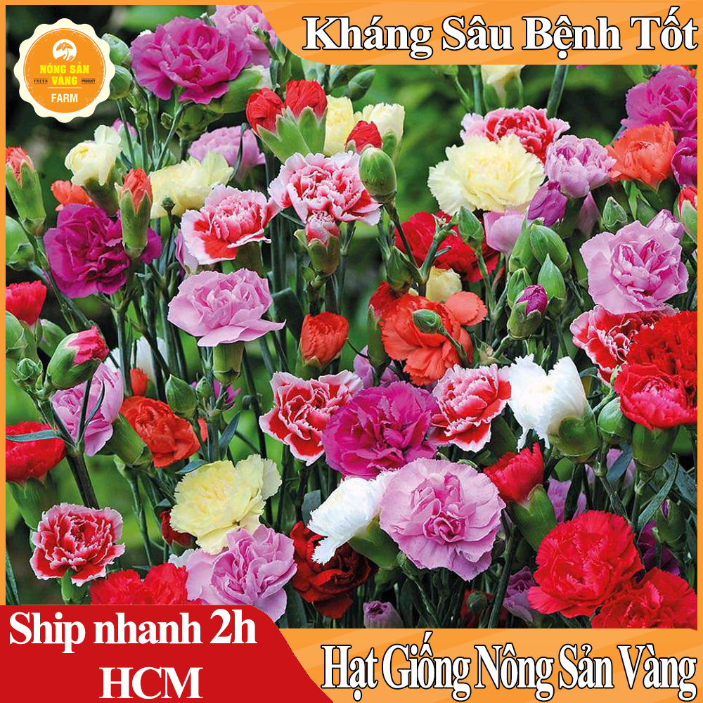 Hạt giống Hoa Cẩm Chướng Kép Nhiều Màu Hoa Siêu Đẹp, Dành Cho Người Yêu Hoa - Nông Sản Vàng