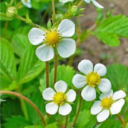 Combo 2 gói Hạt giống dâu tây trắng chịu nhiệt/Gói 50 hạt-tặng kèm gói phân bón lót