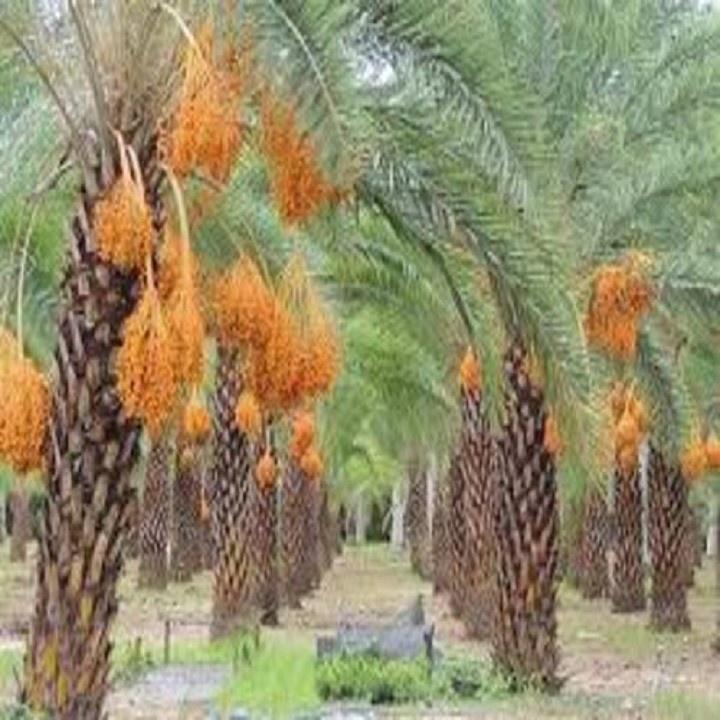 CÂY GIỐNG CHÀ LÀ TRUNG ĐÔNG SIÊU QUẢ