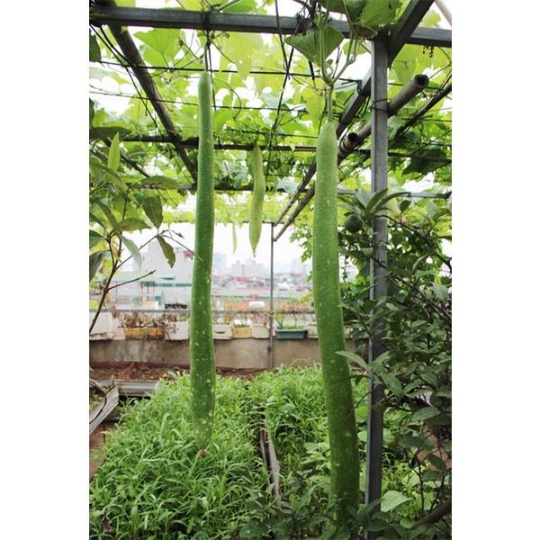 Hạt giống bầu sao quả dài F1 - 10 hạt