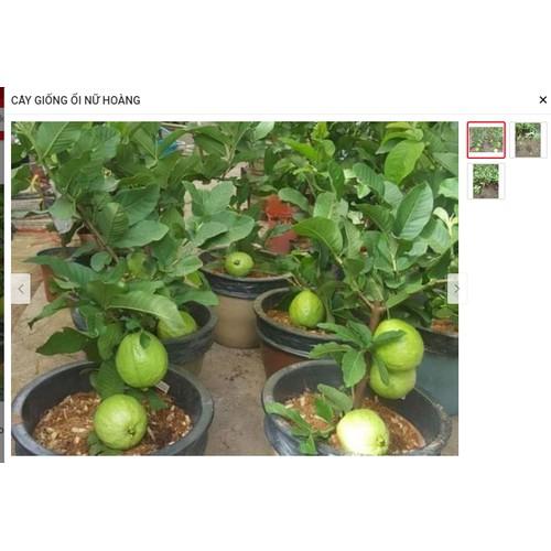CÂY ỔI NỮ HOÀNG gốc có cành mập