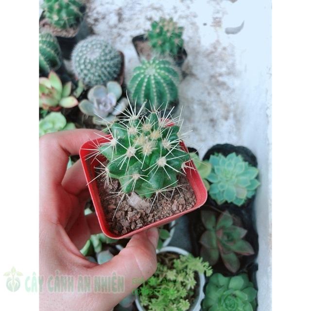 Xương rồng kim hổ