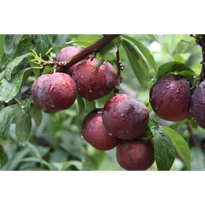 Cây giống Mận Hậu, mận Tam Hoa tặng 2 cây chè xanh
