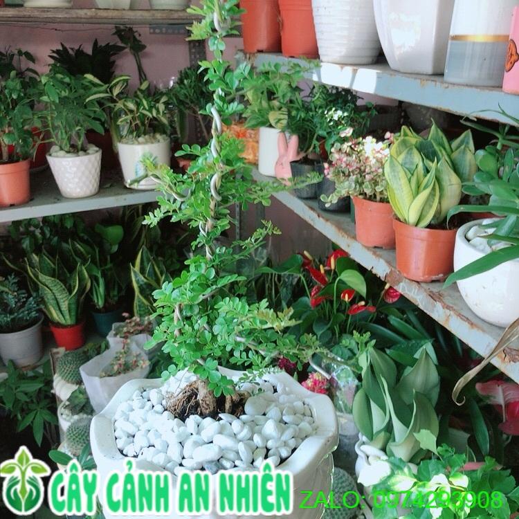 Chậu Cây Cần Thăng