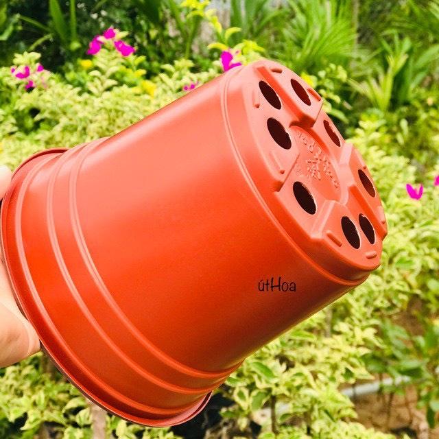 Chậu Nhựa Trồng Cây Hoa Siêu Bền