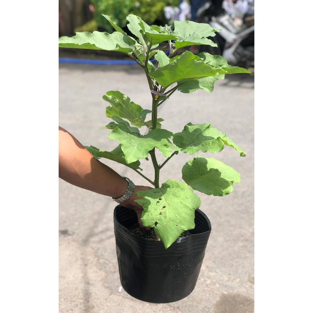 Chậu cây cà tím trái dài