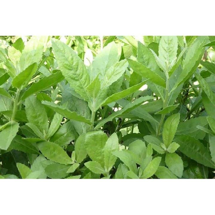 CÂY CÚC TẦN - BẦU CÂY GIỐNG