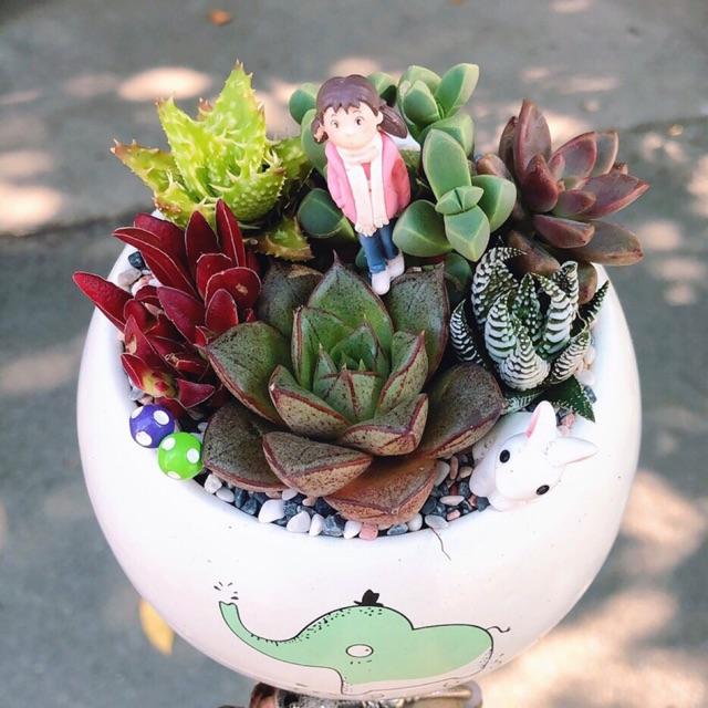 Chậu sen đá tiểu cảnh