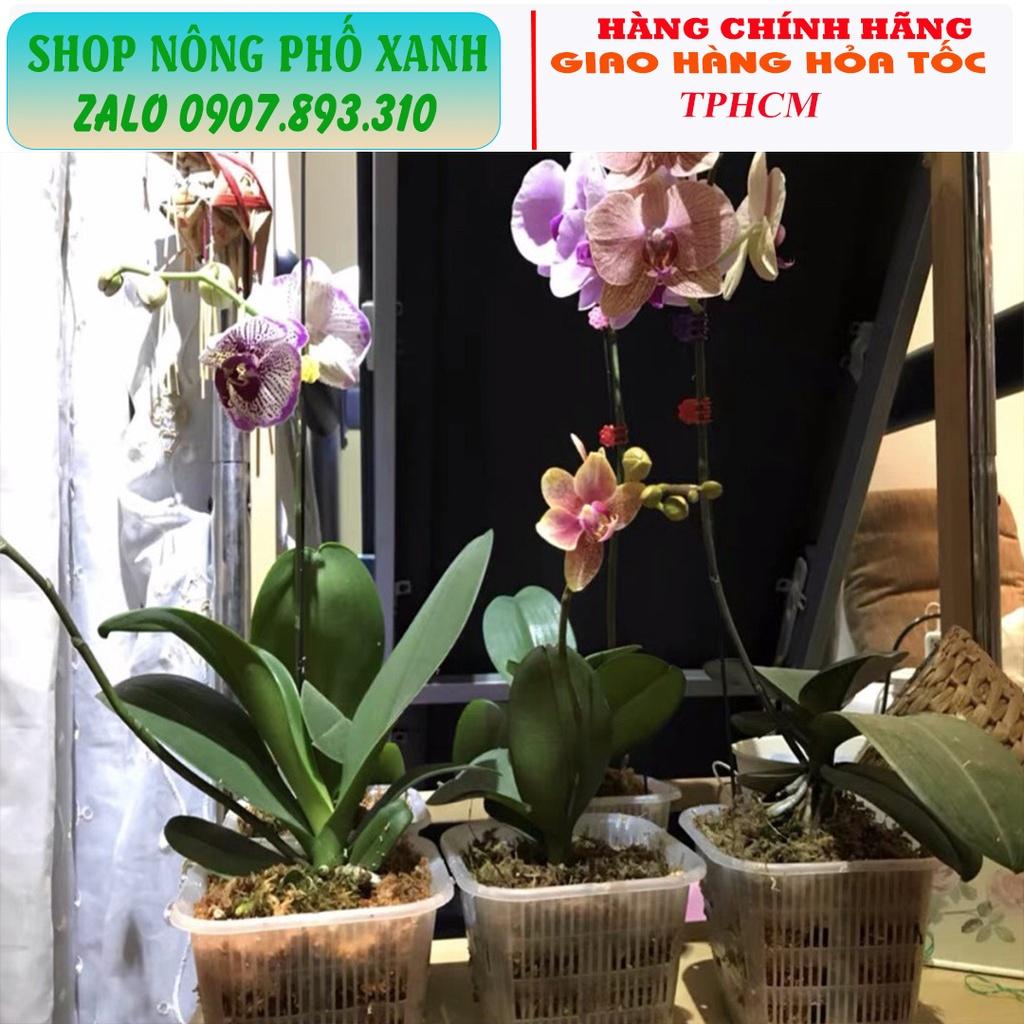Chậu trồng thủy canh, trồng lan, phôi bonsai thoát nước tốt thông thoáng nhiều size