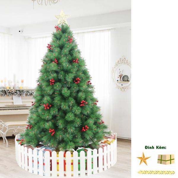 Cây Thông Noel Đầu Vàng Gắn Trái Đỏ 210 cm - Cây Treo - Chaang Chiia LP-YHN-R