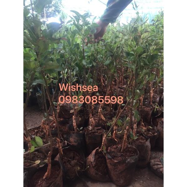 Cây táo đỏ ghép nhập khẩu nguyên bầu