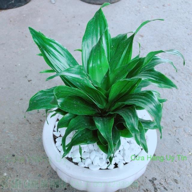 Chậu Phát Tài