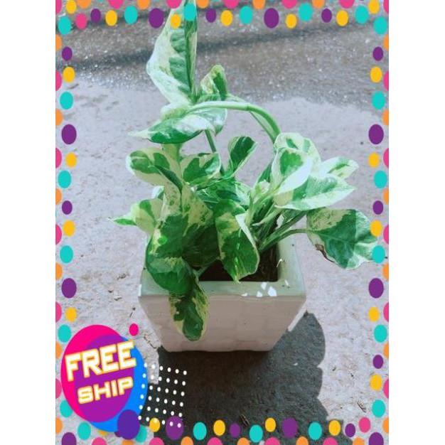 Chậu Trầu Bà Sữa