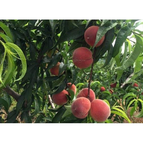 Cây giống ĐÀO TIÊN NHẬT BẢN - cây giống F1