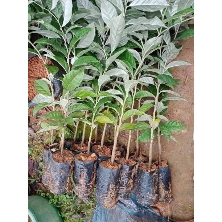 Cây giống Nhót ngọt MỸ SIÊU QUẢ