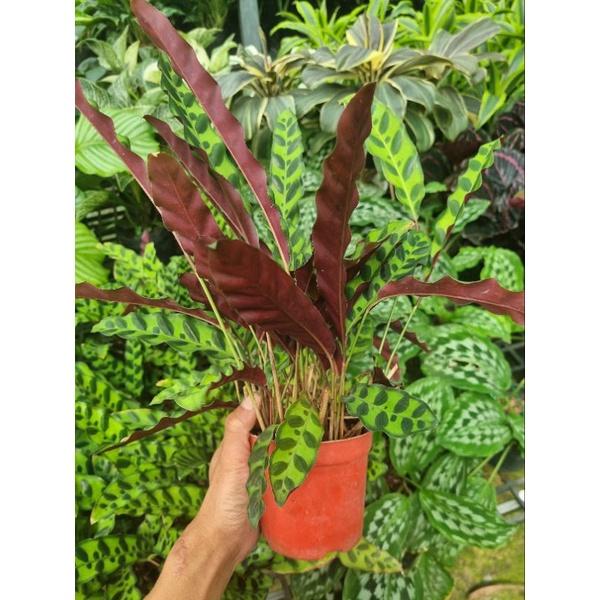 Chậu cây đuôi công phụng (Calathea lancifolia)