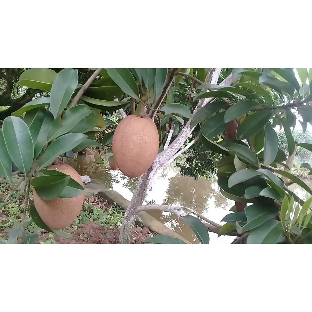 Cây giống hồng xiêm xoài